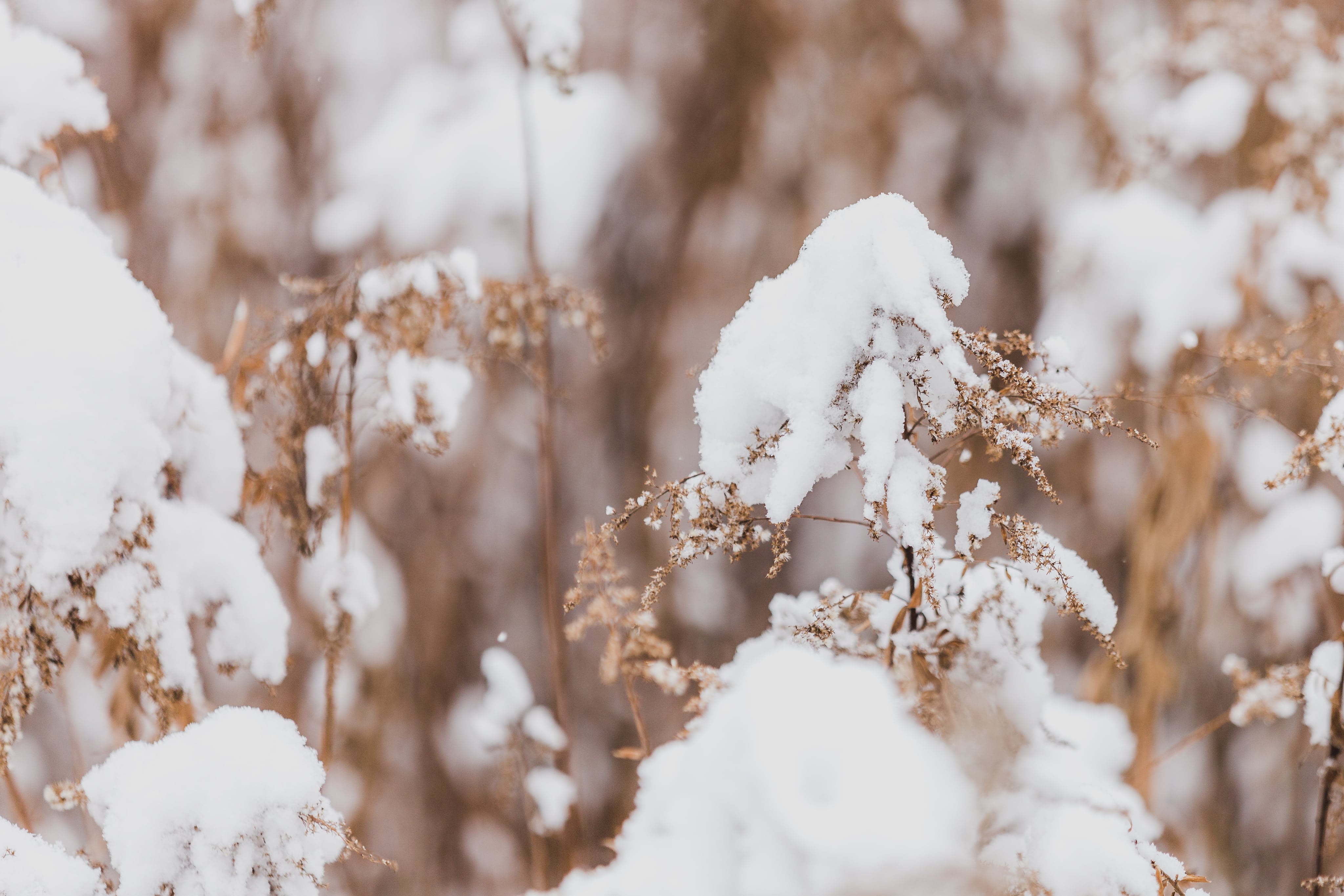 fluffy-winter-snow-on-dried-leaves-min